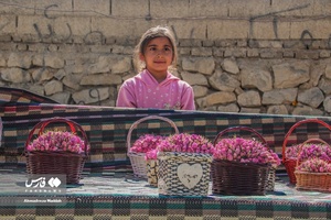 برداشت «گل محمدی» در میمند
