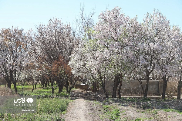 شکوفه های بهاری
