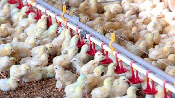 رئیس سازمان جهاد کشاورزی کهگیلویه و بویراحمد گفت: میزان جوجه‌ریزی در آذرماه امسال با رشدی ۴۵ درصدی نسبت به تعهد ماهانه، برای نخستین‌بار در استان از مرز یک‌میلیون و ۳۰۰ هزار قطعه عبور کرد.