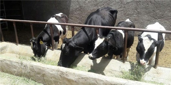 دامداری
