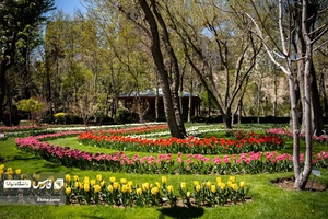 باغ گل‌های لاله چمران از جاذبه‌های شگفت‌انگیز در فصل بهار است که معمولا از فروردین هرسال آغاز و تا نیمه‌های اردیبهشت ادامه دارد.