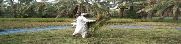 برنج
