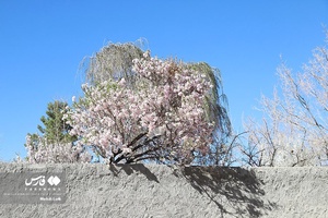 شکوفه های بهاری