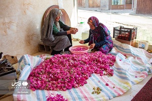 برداشت گل محمدی در عنصرود تبریز