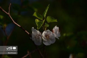 جلوه بی نظیر شکوفه های درختان زردآلو منصوریه 