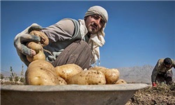 برداشت محصول سیب زمینی در مزارع  دماوند