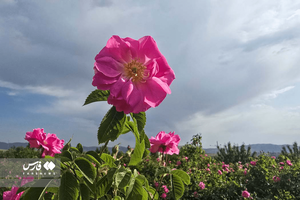 برداشت گل محمدی از مزارع خراسان شمالی