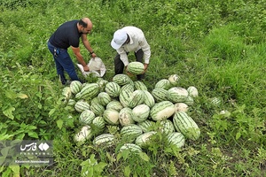 هندوانه «چاف»