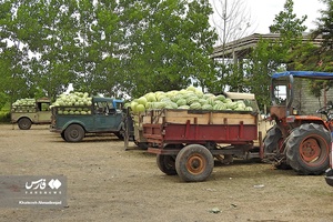 هندوانه «چاف»