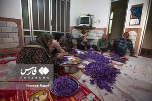 زعفران نوبرانه