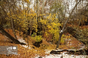 برگ ریزان پاییز