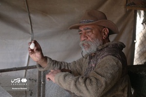 حیوانات «خانه نوری»