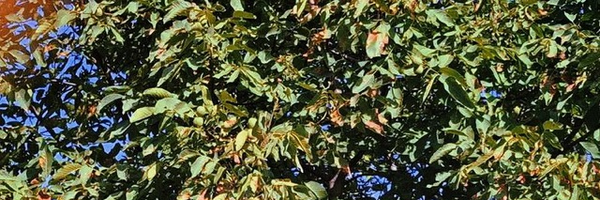 تصویر سربرگ نمایه‌ی ‌Sadra‌