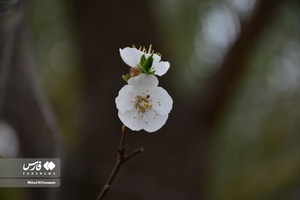 جلوه بی نظیر شکوفه های درختان زردآلو منصوریه 
