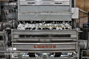 کار گاه فراوری پنبه در خراسان‌شمالی