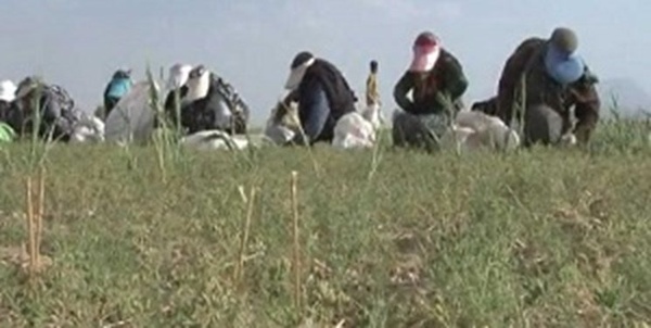 برداشت زیره