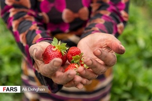 برداشت توت فرنگی در شفیع آباد فندرسک