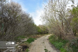 جلوه بی نظیر شکوفه های درختان زردآلو منصوریه 