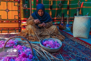 برداشت «گل محمدی» در میمند