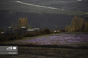 زعفران نوبرانه