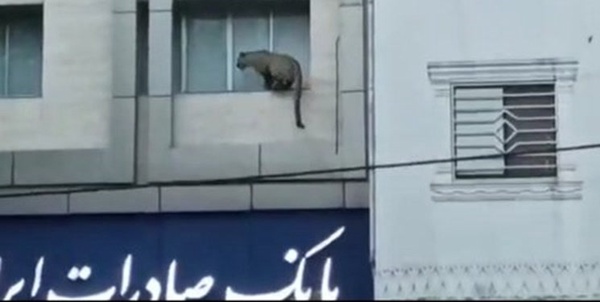 پلنگ