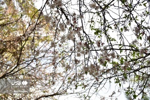 جلوه بی نظیر شکوفه های درختان زردآلو منصوریه 