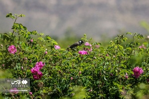 برداشت «گل محمدی» در میمند
