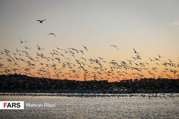 پرندگان مهاجر