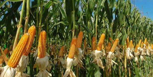 کشت ذرت