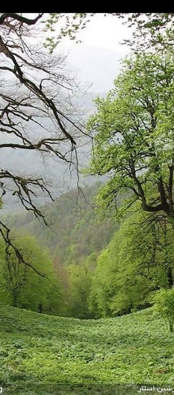 جنگل‌های گیلان