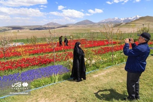 عمر گل لاله