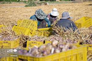 «تیمورلو» قطب تولید سیر ایران