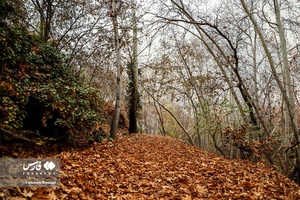 برگ ریزان پاییز