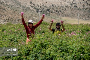 برداشت «گل محمدی» در میمند
