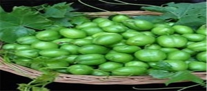 گوجه سبز