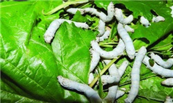 نوغانداری