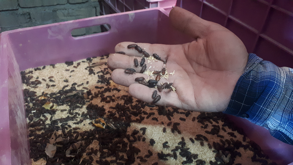 سوسک تاریکی زنجان