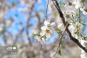 شکوفه های بهاری