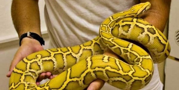 مار