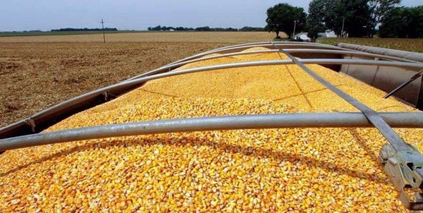 نهادهای دامی