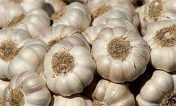 سیر