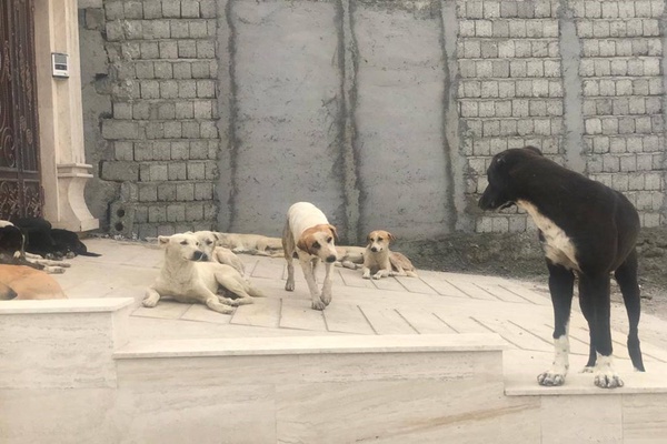 قشم سگ