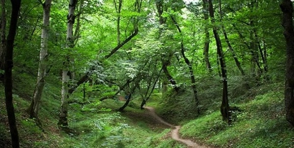 پارک جنگلی
