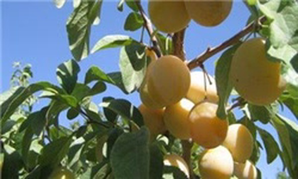 درخت زردآلو در برزک