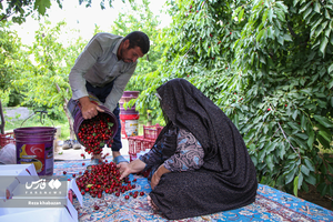 برداشت گیلاس