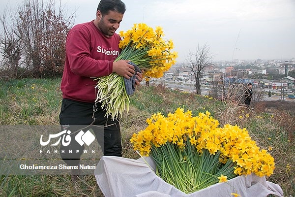 برداشت گل نرگس در باغات چالوس 