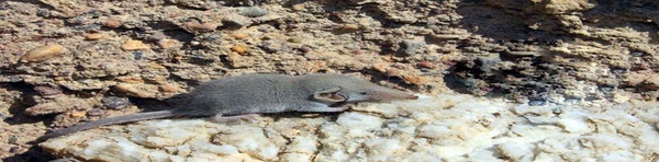 حشره خوار 