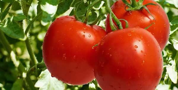گوجه