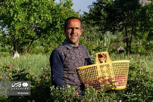 برداشت گل محمدی در عنصرود تبریز