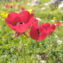 تصویر نمایه‌ی ‌Mr Ha‌